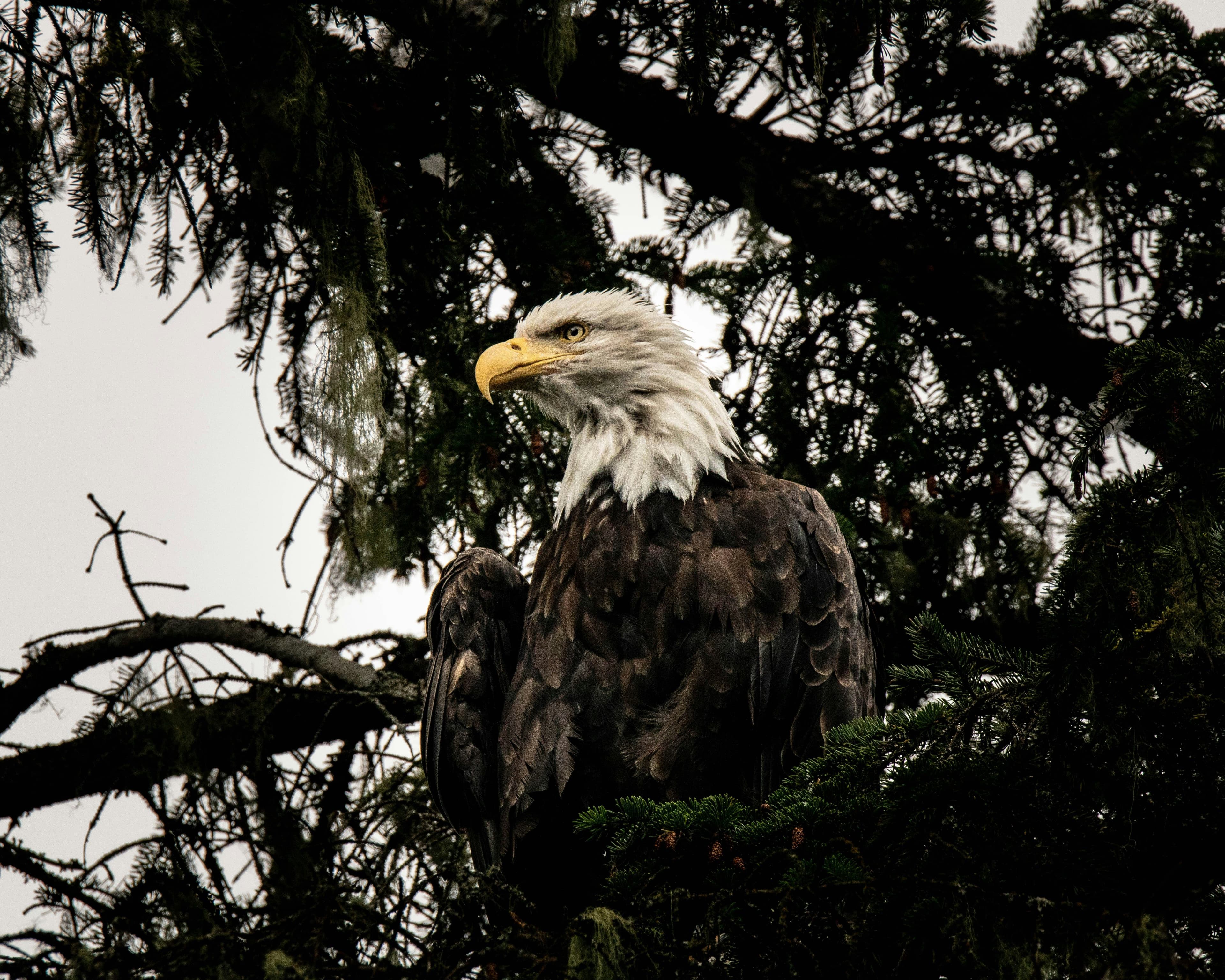 Bald eagle in Sitka, AK