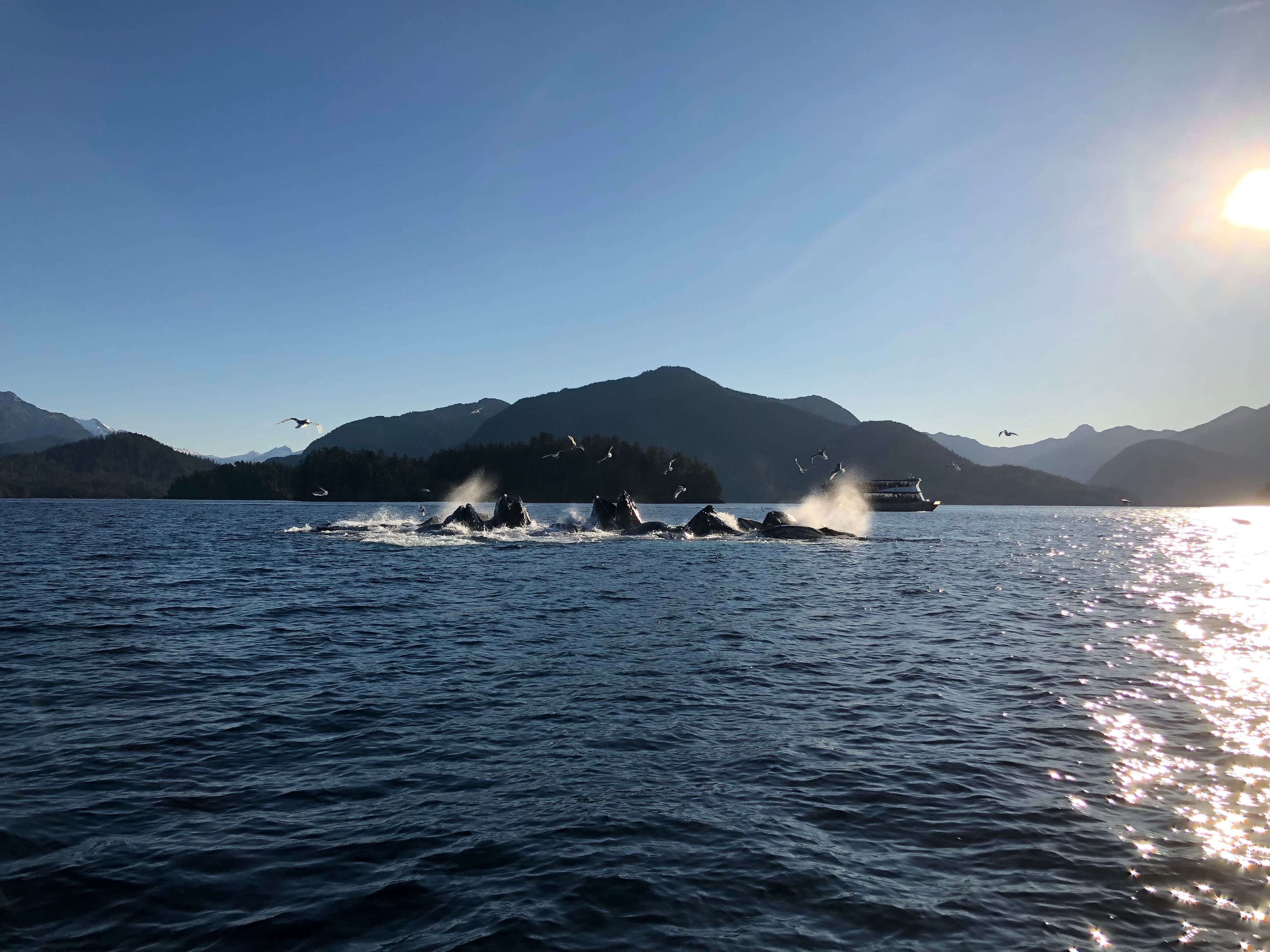 Whales bubble-feeding in Sitka, Southeast Alaska.